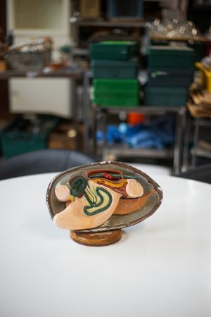 0044254 Anatomy Model of a Water Muscle